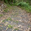 Plants: image 12 Of 208 Thumb